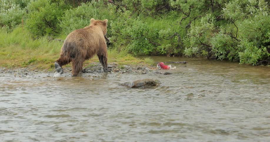 A bear catches salmon in a river