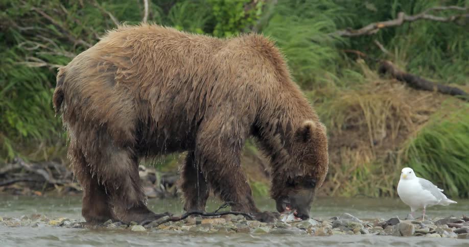 A bear eats a fish next to a bird