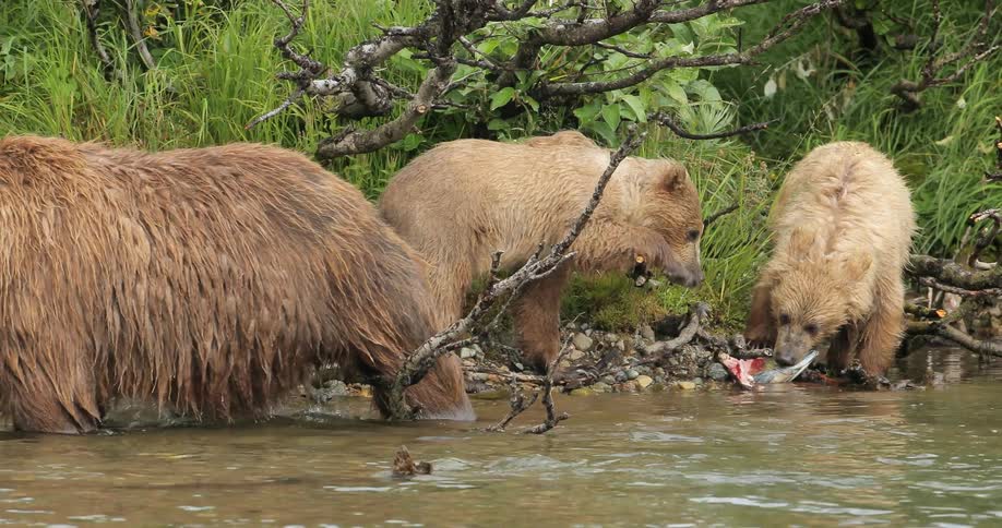 Photographing Bears