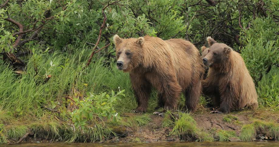 A group of bears on a bank next to some flowing water