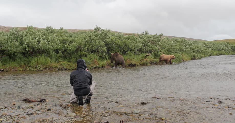 Bears are walking along a creek as a man photographs them