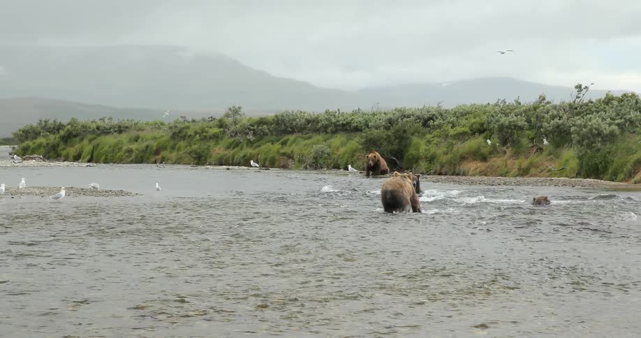 Bears playing in a river