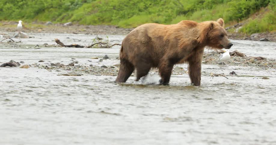 A bear walks in a river