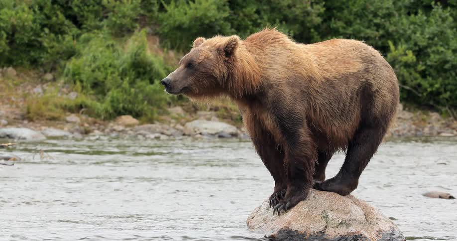 A large bear stands perched on a large rock in the middle of a stream