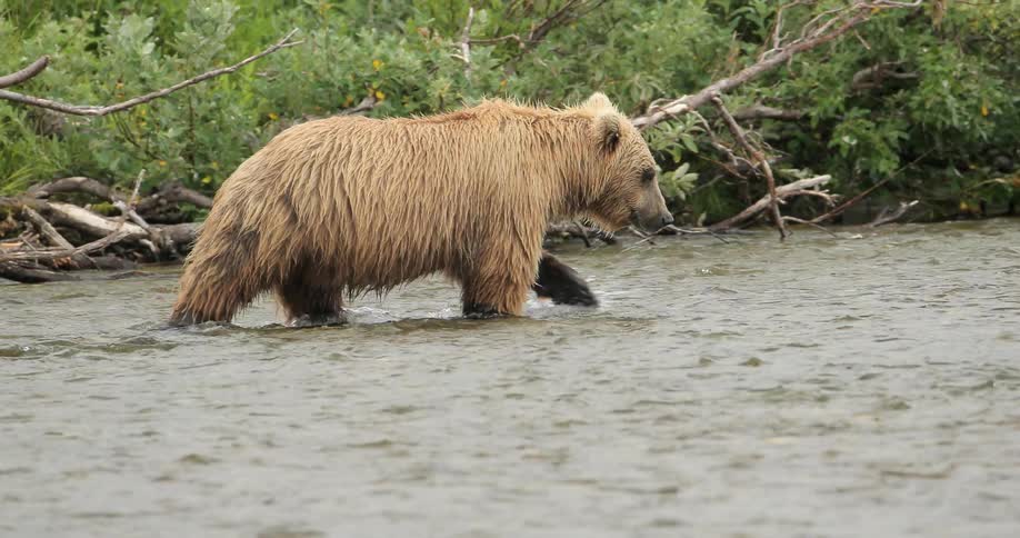 A bear is walking along a shallow stream