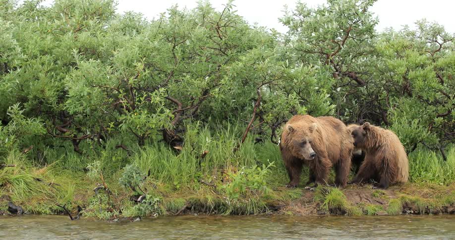 Bears on a riverbank