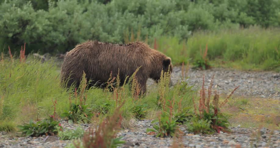 A brown bear walking through grass and over rocks