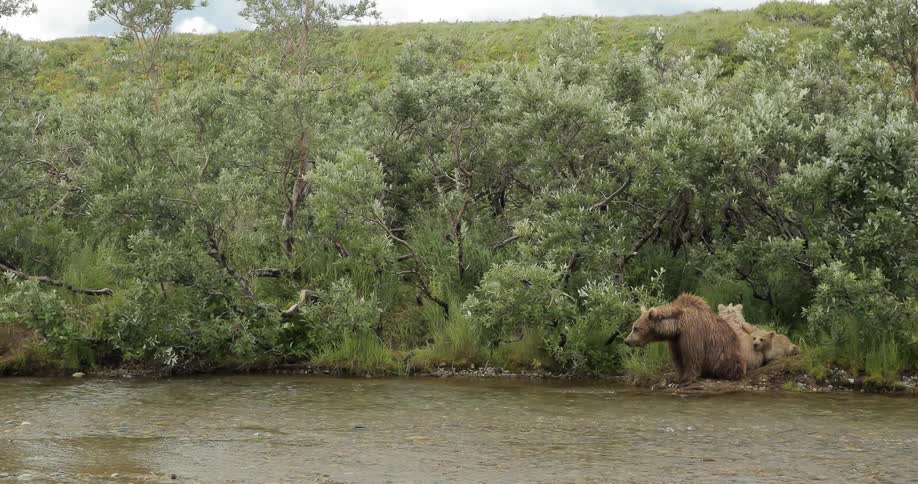 A bear and some cubs sit by the side of a creek on a windy day