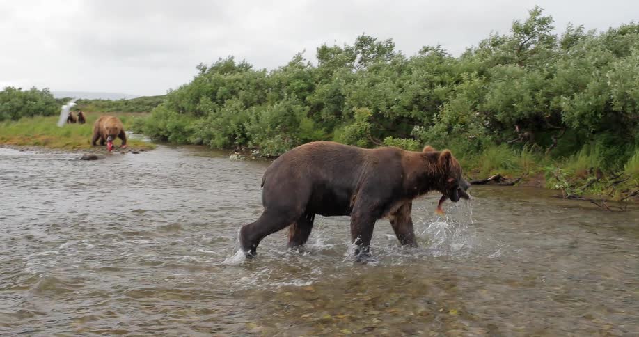 A bear running through water and catching a fish