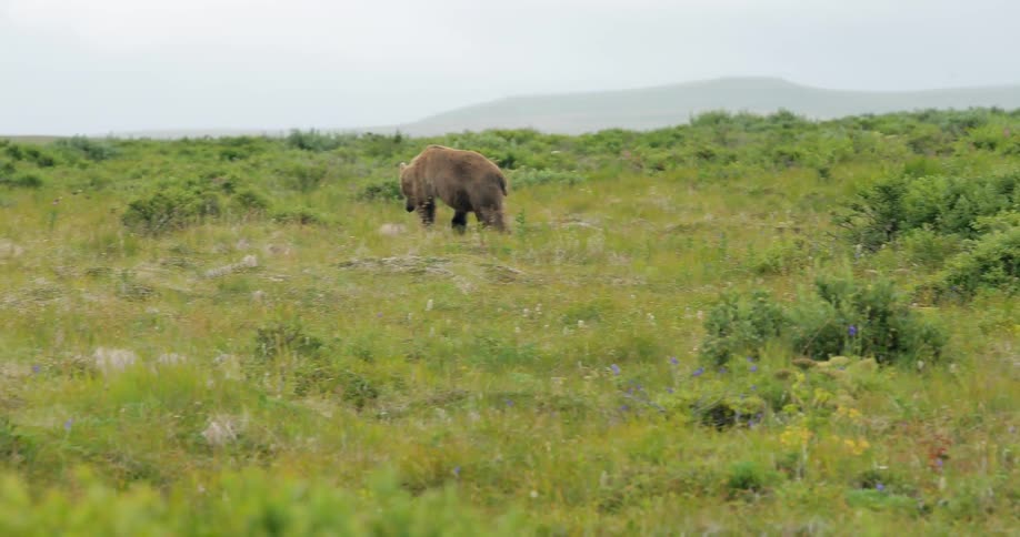 A bear is walking across a field on a cloudy day