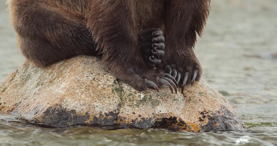 A bear sits on a rock in a river