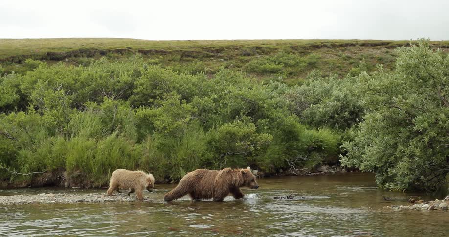 Bears enter a shallow river
