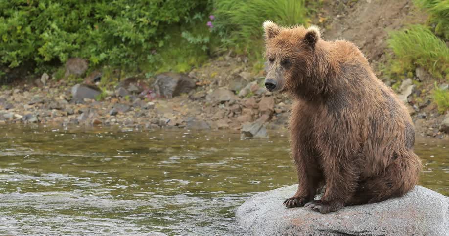 A bear sits on a rock in a river
