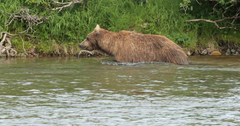 A bear is traveling over a shallow stream