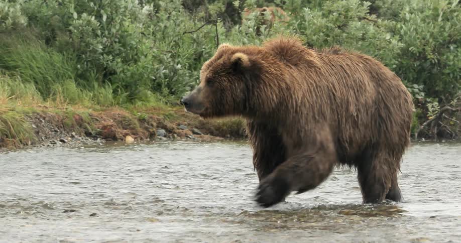 A large bear is walking along a stream on a windy day