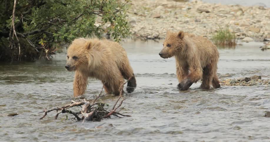 Two bear cubs are walking across a stream