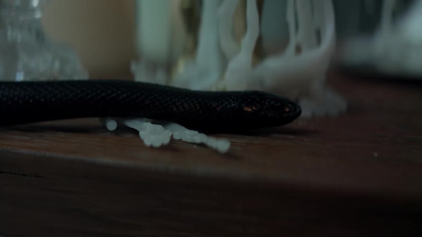 The snake slithers on the table