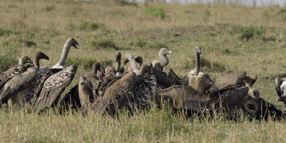 Vultures eat a dead animal