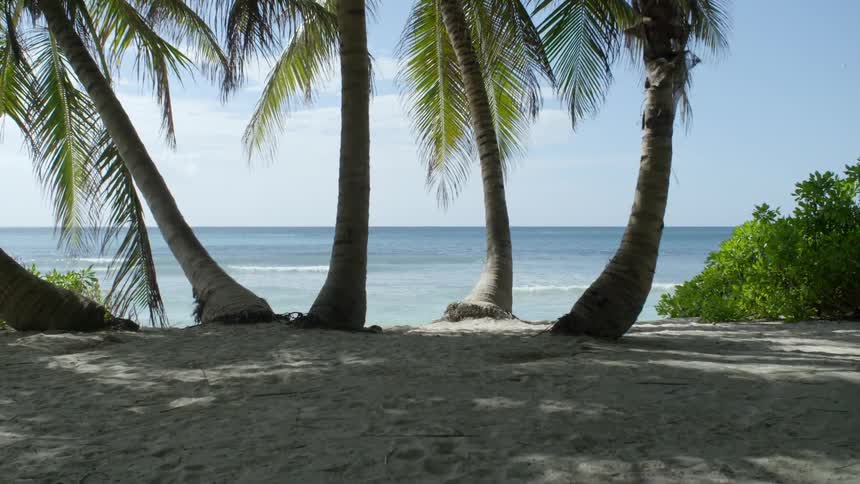Five palm trees in the sand overlooking the ocean waves on a bright sunny day