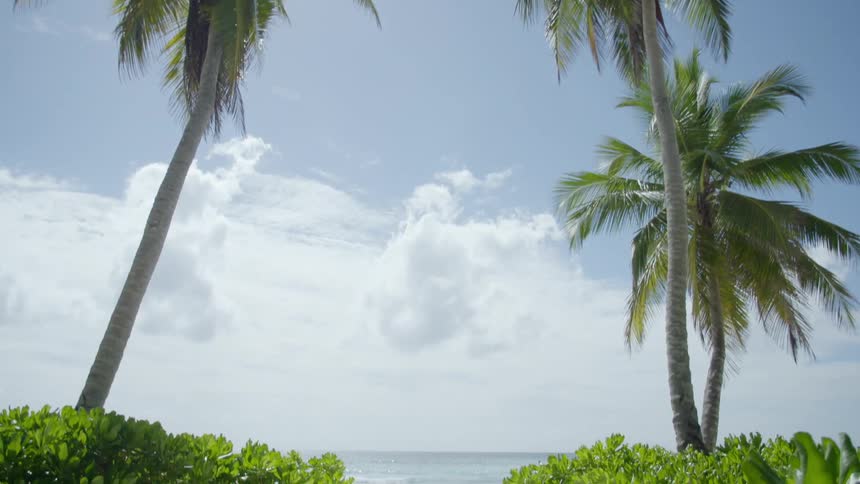 Palm trees give way to bushes and a path that leads to a beach
