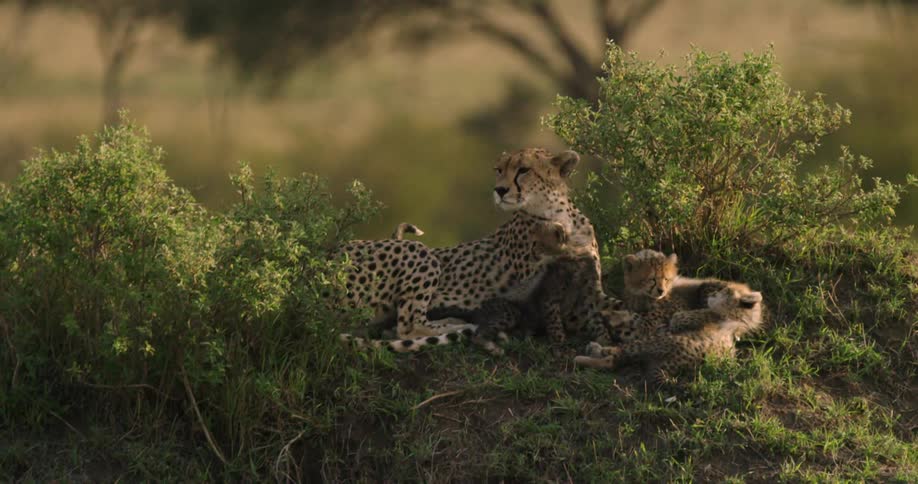 A cheetah with cubs laying atop a small hill