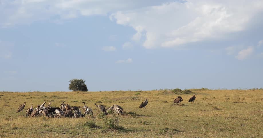 A group of large birds fight over a carcass