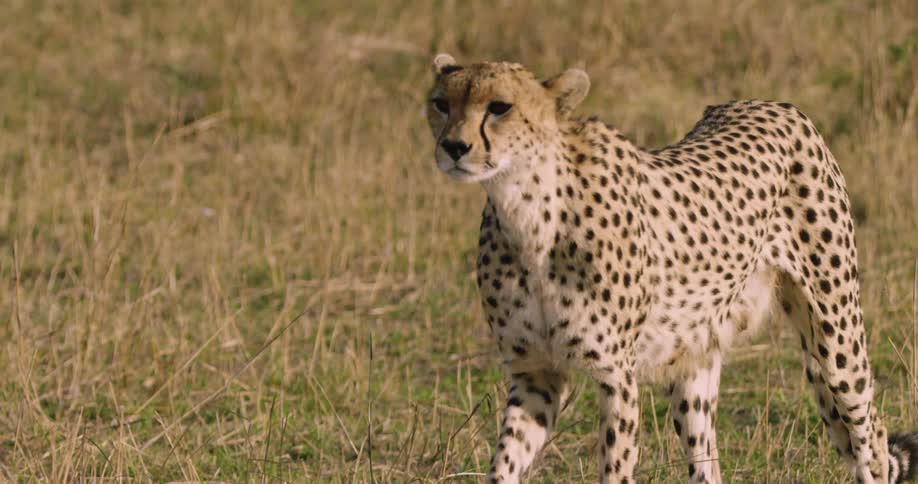A cheetah walks slowly through the grass