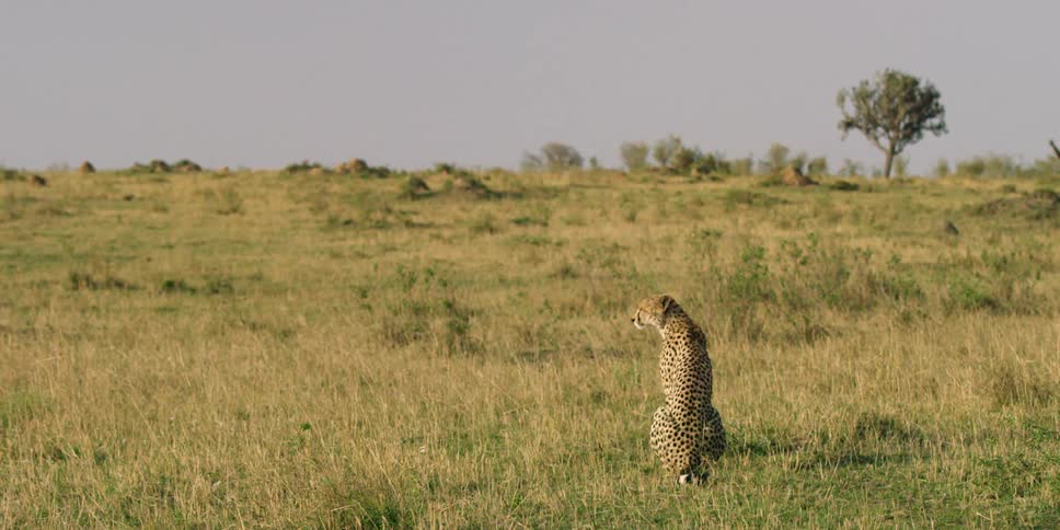 A leopard looks around sitting on a field
