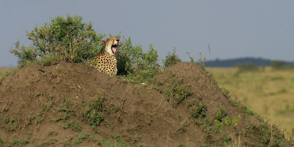 A cheetah sitting on a mound and yawning