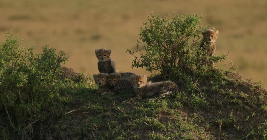 A group of leopards are sitting on a small hill
