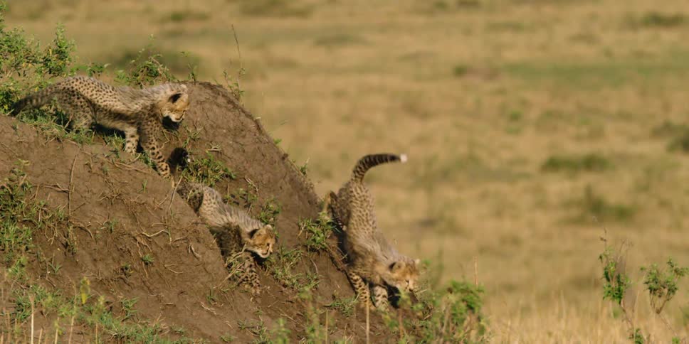 Cheetah cubs are walking down a small hill