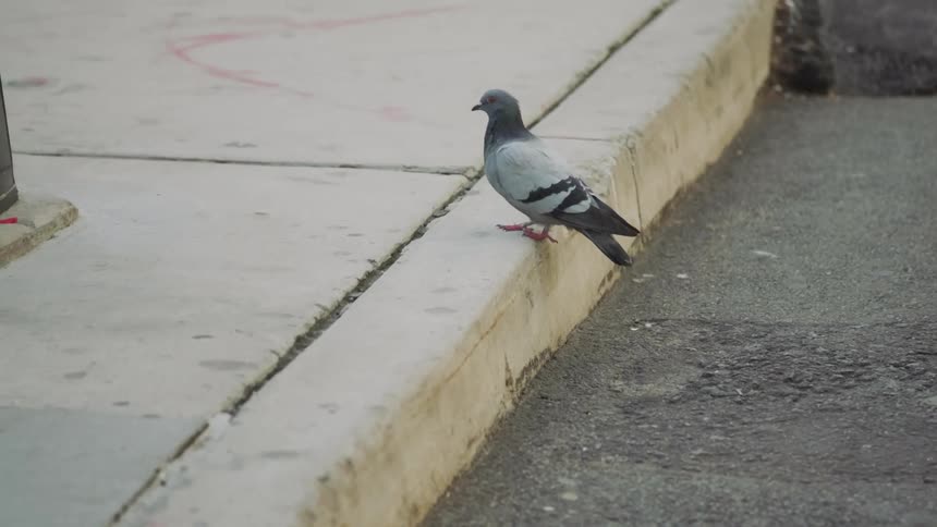 Pigeon walking on asphalt of parking lot jumps up on to the curb of the sidewalk heading towards a black trash receptical