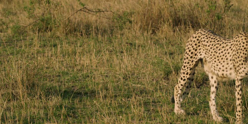 A cheetah walking in the grass