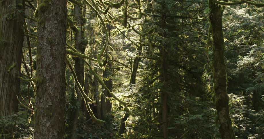 A forest with trees moss and sunlight