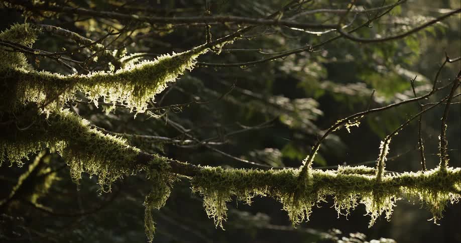 Sunlight shining onto moss covered a tree branch