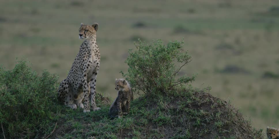 Cheetahs are sitting on a small hill