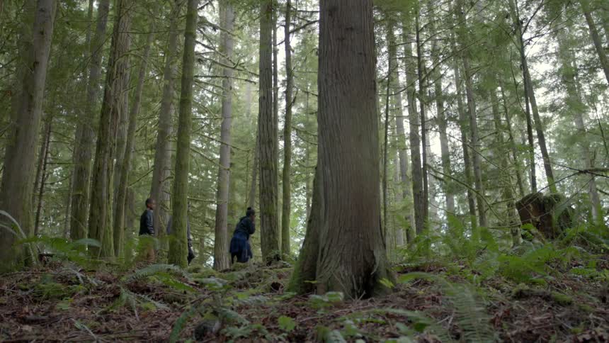 Three black teenagers hiking through pine forest