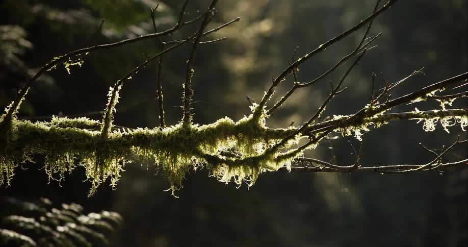 Moss and spiderwebs covering a thin tree branch in a forest