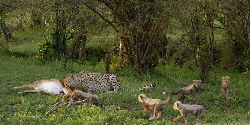 A cheetah eating prey as cubs play nearby