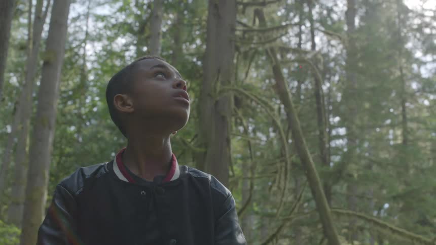 A young boy stands looking up at the tops of trees in a forest