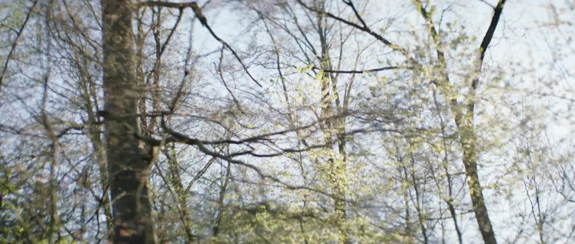 The leaves are growing on trees