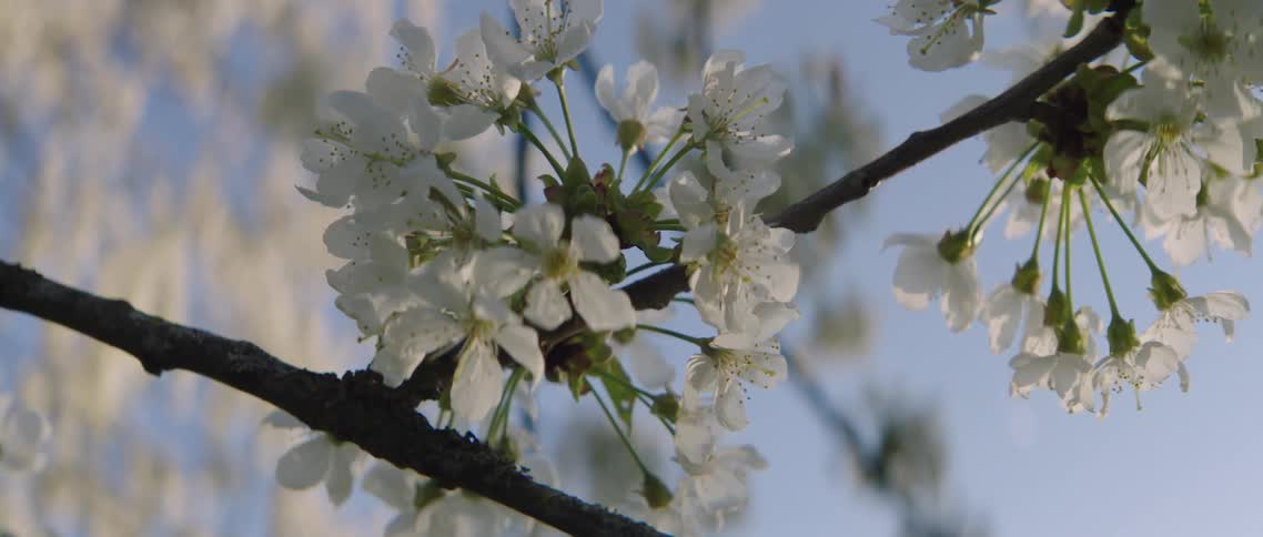 The tree blooms