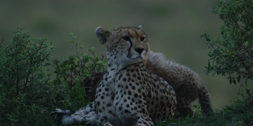 A small cheetah walks over to his parent sitting on the grass