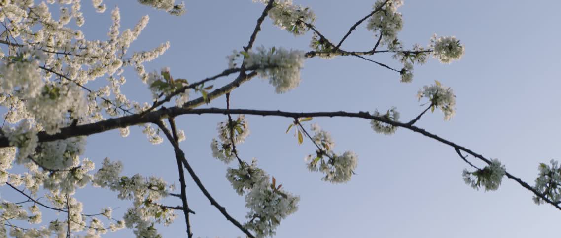 Flowering cherry blossom tree at sunrise