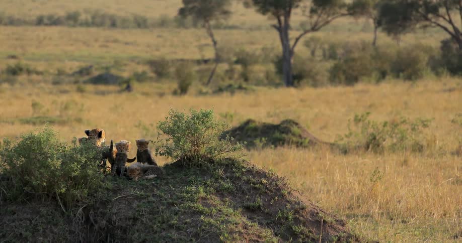 A family of cheetah sit on a hill on a field