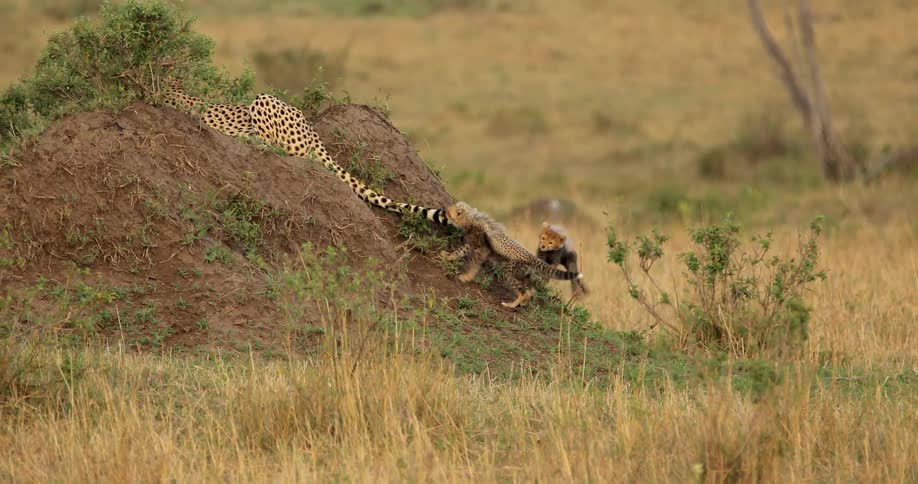 A cheetah cub bites its mother's tail