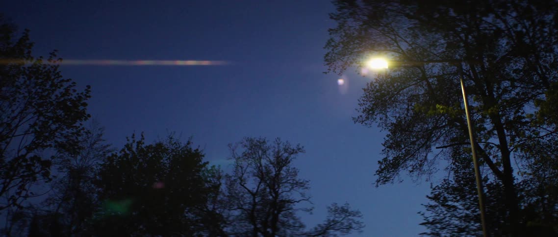 A street light illuminates an area with a number of trees