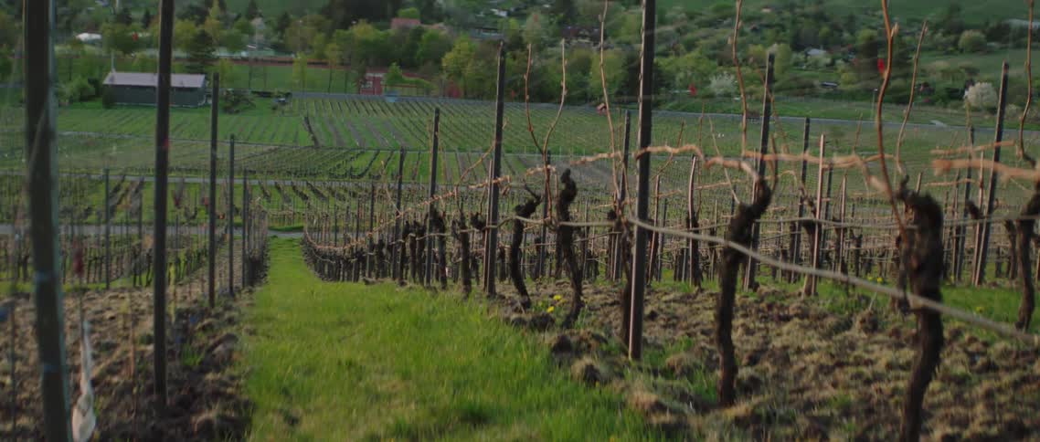 Grapevines on a winery