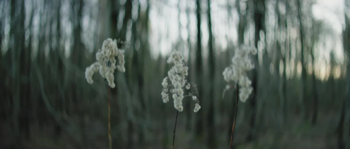 Flowers bloom in a forest