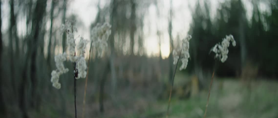Flower blooms outside